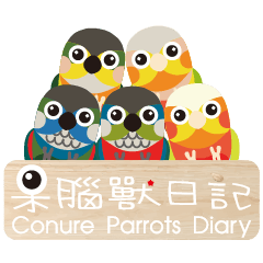 Conure Parrots Diary