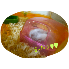 mochimochimochimochi