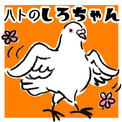 Pigeon Shiro-chan01