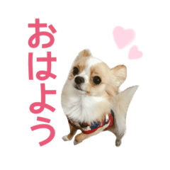 チワワのラテかわいすぎない大人使える丁寧 Line スタンプ Line Store