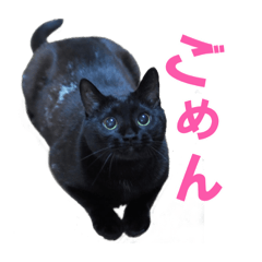 oreo_creamsand_blackcat_20210906225933