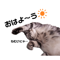 americanshorthair_rin