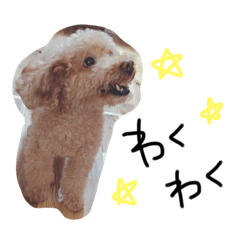 dog normal life