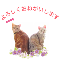 American Shorthair custom