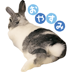 rabbit tonchan(tonsuke)