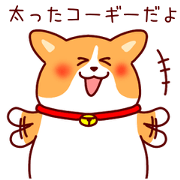 I am fat Corgi