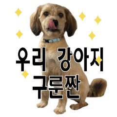 일본 강아지 구룬짱 한국말 잘해요.