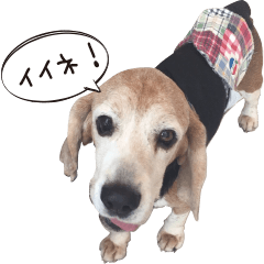 FukushimaAdoptNetworkPoster Dog: Chikuwa