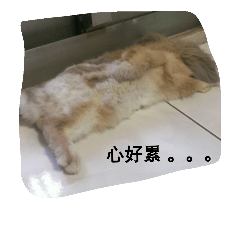 silly cutebi