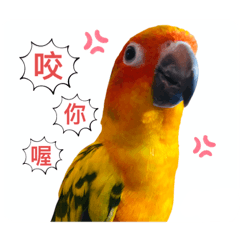 鳥言鳥語-彩雞