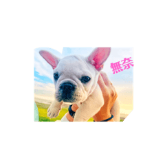 可愛布丁～日常