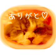 pretty cats with message