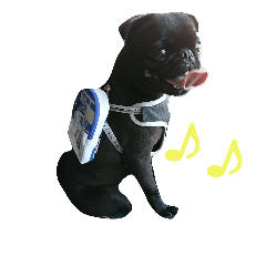 blackpug bubu