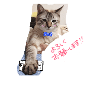 naonyan!