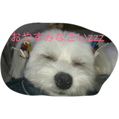 Moka is a dog.2