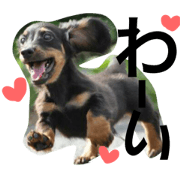 dog s.