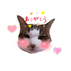 nekoland_20210909052324