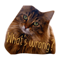 Not Say Miaow