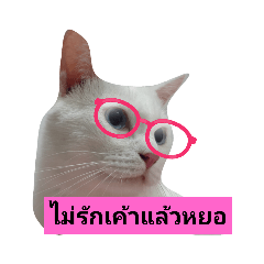 meow_20210908195245