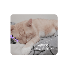 喵豆花
