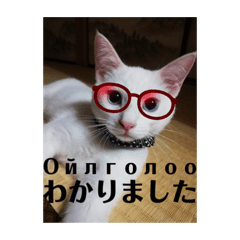 毎日やる気の子猫挨拶　日本語　モンゴル語