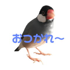 鳥 Lineクリエイターズスタンプまとめ Stamplist