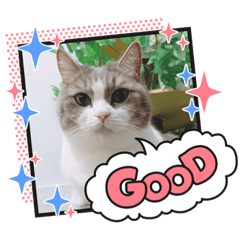 萌萌貓～Unicorn 第二彈