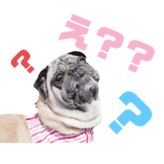 My name is Sara,pug