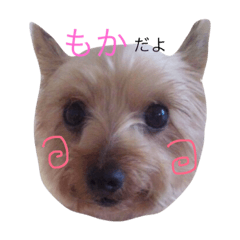 mochas stamp
