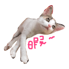 mikeniko – LINE stickers | LINE STORE