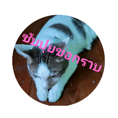 cat crazy : subpui&namtan