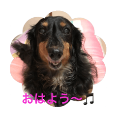 Dachshund  NENE and pleasant friends1