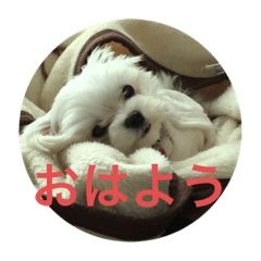 Suzu_20210909233649
