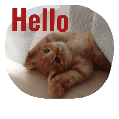 動物写真 猫多め Line スタンプ Line Store