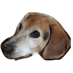 I love my dog  Jack