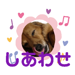 Cute dachshund greetings