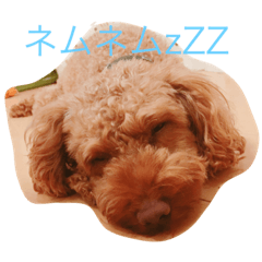 Jin of a poodle.
