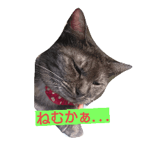 猫 ネコ ねこ 博多弁をしゃべる猫 Line スタンプ Line Store