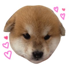 Shibainu vivi