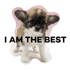 Chihuahua KOHARU 1