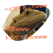 lizard life
