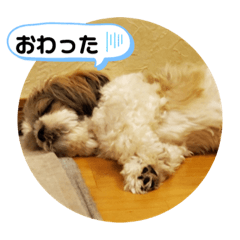 Shih Tzu0705