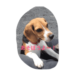 ビーグル犬 ミル Line スタンプ Line Store ビーグル犬 ミル Line スタンプ Line Store