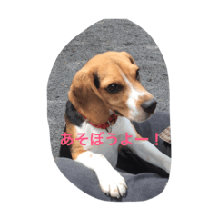 Beagle Miru