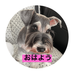 ひまわり&葵の日常