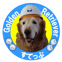 Golden Retriever Working Dog STEP
