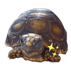 red-footed tortoise