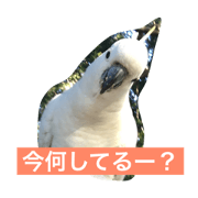 any animals