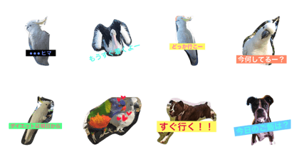 any animals