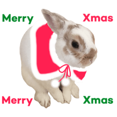 Cute rabbit Conito-san 6
